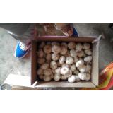 Garlic news of Hot Sale Jinxiang Normal White Garlic
