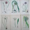 Lot of 6  Wild Leek Garlic Chives Sowerby English Botany Hand Colored Prints
