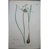 Lot of 6  Wild Leek Garlic Chives Sowerby English Botany Hand Colored Prints #2 small image