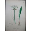 Lot of 6  Wild Leek Garlic Chives Sowerby English Botany Hand Colored Prints