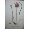Lot of 6  Wild Leek Garlic Chives Sowerby English Botany Hand Colored Prints #4 small image