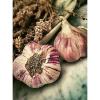 NATURE PLANT VEGETABLE GARLIC BULB FOOD COOL POSTER ART PRINT PICTURE BB1612A #1 small image