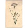 1807 Curtis botanical Print Allium Striatum Streak-Leaved Garlic 1035 Wildflower