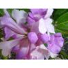 Pseudocalymma alliaceum &#034;Garlic Vine&#034; Climbering plant with stunning flowers