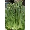 300 Seeds Garlic chives Leek Chinese Chives Oriental Garlic + Delivery #1 small image