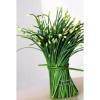 300 Seeds Garlic chives Leek Chinese Chives Oriental Garlic + Delivery