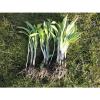 80+ Scottish Wild Garlic Bulbs In The Green Ramsons Allium Ursinum #1 small image