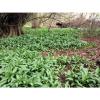 80+ Scottish Wild Garlic Bulbs In The Green Ramsons Allium Ursinum
