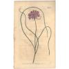 1806 Curtis botanical Print Allium Paniculatum Rose-Colore Garlic 973 Wildflower