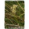 Allium oleraceum &#039;Field Garlic&#039; [Ex. Co. Durham] 25+ Bulbils #2 small image