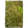 Allium oleraceum &#039;Field Garlic&#039; [Ex. Co. Durham] 25+ Bulbils