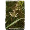 Allium oleraceum &#039;Field Garlic&#039; [Ex. Co. Durham] 25+ Bulbils #4 small image