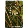 Allium oleraceum &#039;Field Garlic&#039; [Ex. Co. Durham] 25+ Bulbils #5 small image