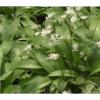 Wild Flower Allium ursinum  - Ramsons - Wild Garlic  500 Seed - Edible #1 small image