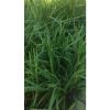 50X  Garlic Chives  (Allium tuberosum) Fresh Bare-Root Plants  韭菜根 #2 small image