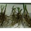 50X  Garlic Chives  (Allium tuberosum) Fresh Bare-Root Plants  韭菜根 #3 small image