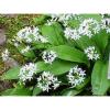 Wild Garlic Allum Ursinum 20 Herb Seeds #1 small image
