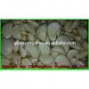 Heallth 2017 year china new crop garlic Benifits  Vegetable  China  Spicy  Garlic