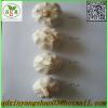 China&#39;s 2017 year china new crop garlic fresh  garlic  -  shandong 
