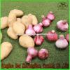[HOT] 2017 year china new crop garlic 2014  Different  Type  Chinese  Fresh Garlic #4 small image