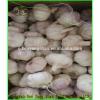 (HOT) 2017 year china new crop garlic GARLIC/FRESH  GARLIC  Size:  5.5  CM or more