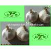 [HOT] 2017 year china new crop garlic 2014  fresh  white  garlic  from 4.0cm---6.0cm
