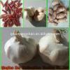 [HOT] 2017 year china new crop garlic 2014  fresh  white  garlic  from 4.0cm---6.0cm #3 small image