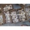 Fresh 2017 year china new crop garlic Chinese  Jinxiang  Garlic  Price  Per Ton Packing In Mesh Bag