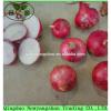 Fresh 2017 year china new crop garlic Garlic  For  Sale  China  Garlic Packing In Mesh Bag