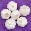 Snow 2017 year china new crop garlic White  garlic   