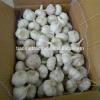 Fresh 2017 year china new crop garlic Garlic  /Fresh  Chinese  Garlic  /Fresh China Garlic