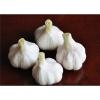 ISO 2017 year china new crop garlic 9001  fresh  white  garlic 