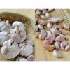 Wholesale 2017 year china new crop garlic Natural  white  fresh  garlic  with mesh bag or ctn