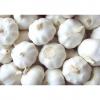 ISO 2017 year china new crop garlic Global  GAP  HACCP  KOSHER  JAS certification fresh garlic