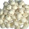 Professional 2017 year china new crop garlic supplier  of  new  harvest  normal white garlic with high quality