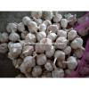 fresh 2017 year china new crop garlic garlic    
