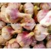 2017 2017 year china new crop garlic new  crop  garlic   #1 small image