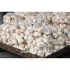 Brand New New Chinese Fresh Pure White Garlic With Great Price #5 small image