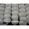 Chinese Galic Fresh And Cheapest Price (5-6.0cm) #2 small image
