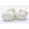 China Fresh pure white galic size 5.0-6.5 #2 small image