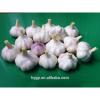 China fresh purple garlic 2017