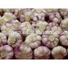 High Quality Bulk Garlic For Sale for all size