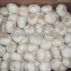 High Quality Bulk Garlic For Sale for all size