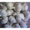 China Big Size Garlic For Sale #2 small image