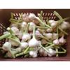 Fresh Red ( Chines type ) Egyption Garlic #2 small image