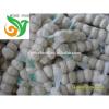 Ali/Alho/Ajo/Garlic fom China Supplier #1 small image