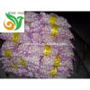 Fresh Garlic in Low Price #6 small image