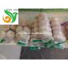Jinxiang Normal White Garlic #1 small image