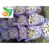 Jinxiang Normal White Garlic #4 small image