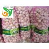Jinxiang Normal White Garlic #6 small image